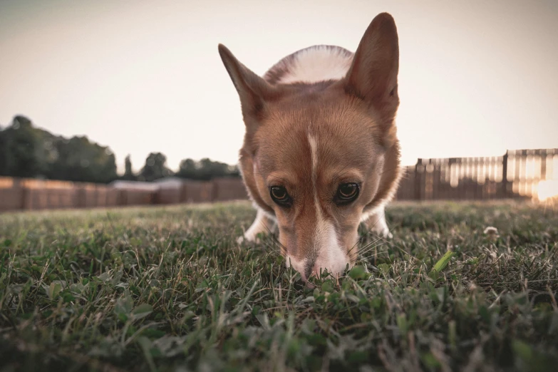 the small dog is standing in the green grass