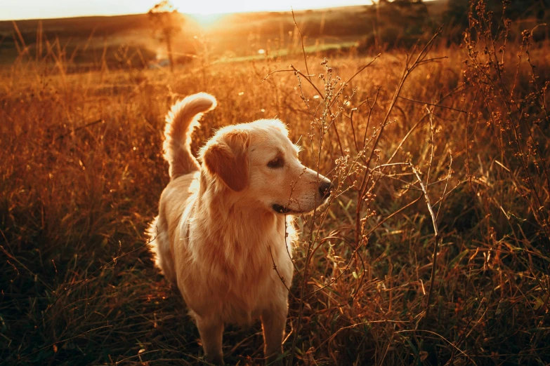 a dog that is standing in the grass