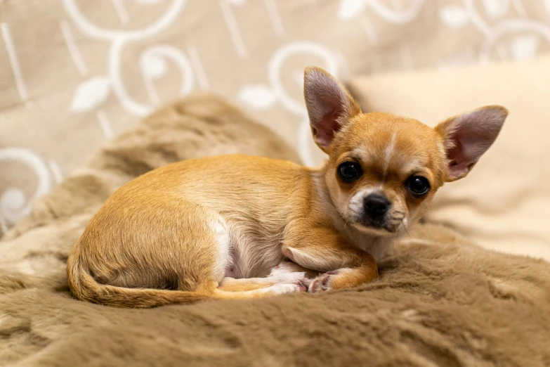 a small dog sitting on top of a couch