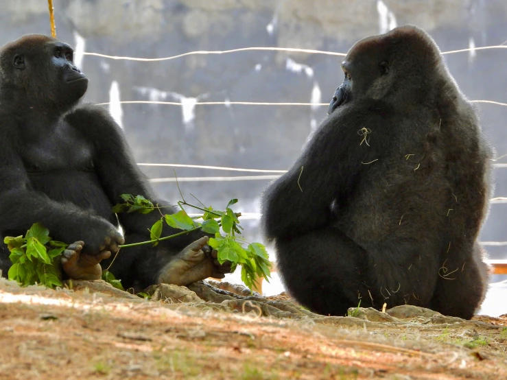 two large black animals sit near each other