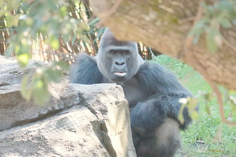 a gorilla sits by itself near some large rocks