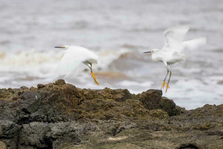 the seagulls are taking off from a rocky beach