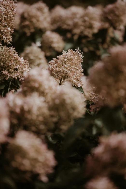 some brown and white flowers in some bushes