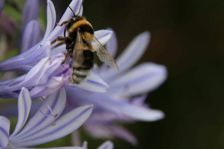 a honeybee flies around the center of some purple flowers