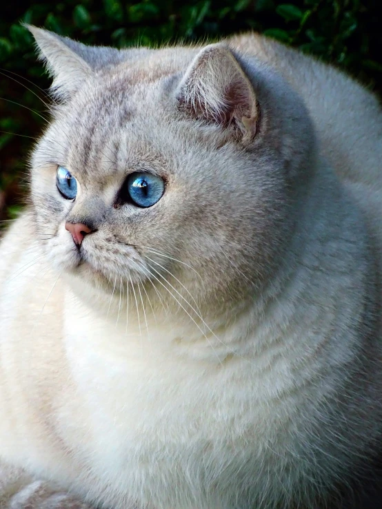 a gray cat is sitting outside on a blanket