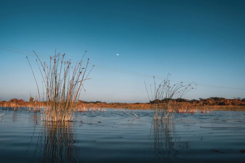 water with weeds in it, and the sun shining in the background