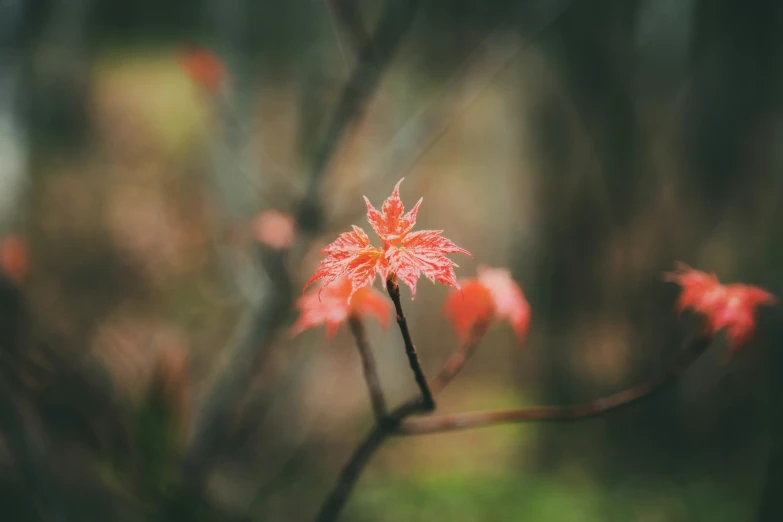 a po of flowers in bloom and the foliage