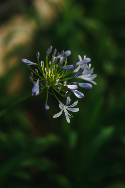 small green and white plant in middle of grassy area