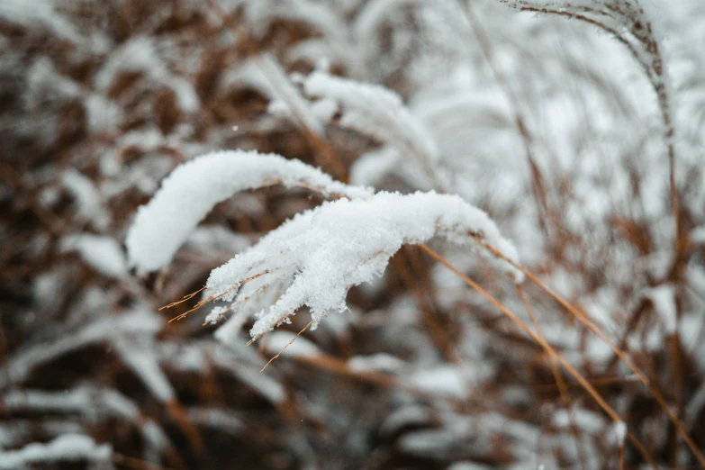 a plant covered in snow on a winter day