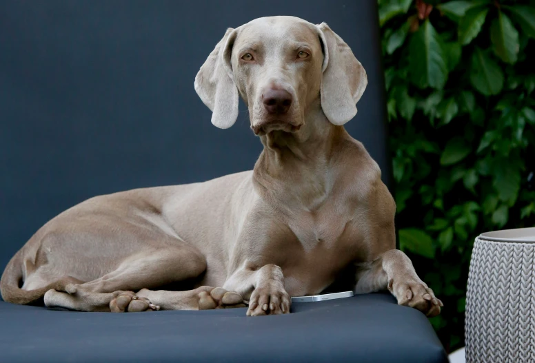 a dog sitting on a couch with its tongue out