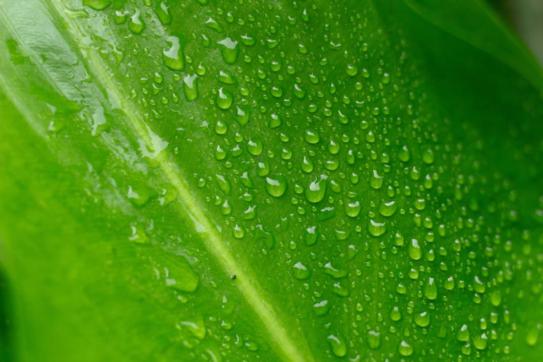 water drops on a green leaf