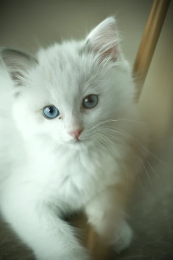 a white kitten with blue eyes is on the ground