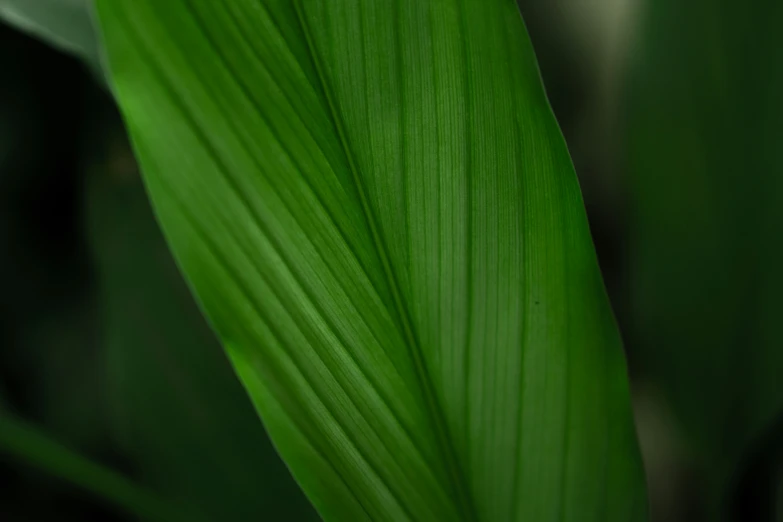 the blade of a green plant is still intact