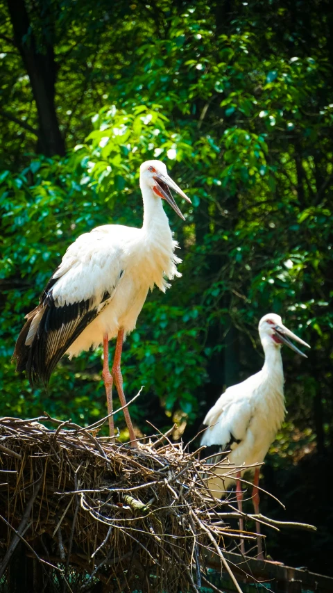 two white and black birds sitting on a nest