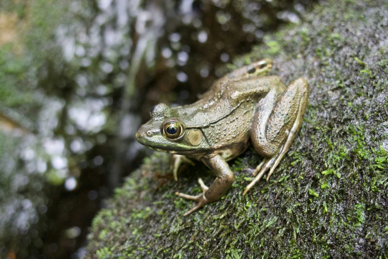 a close up of a frog on a rock with moss