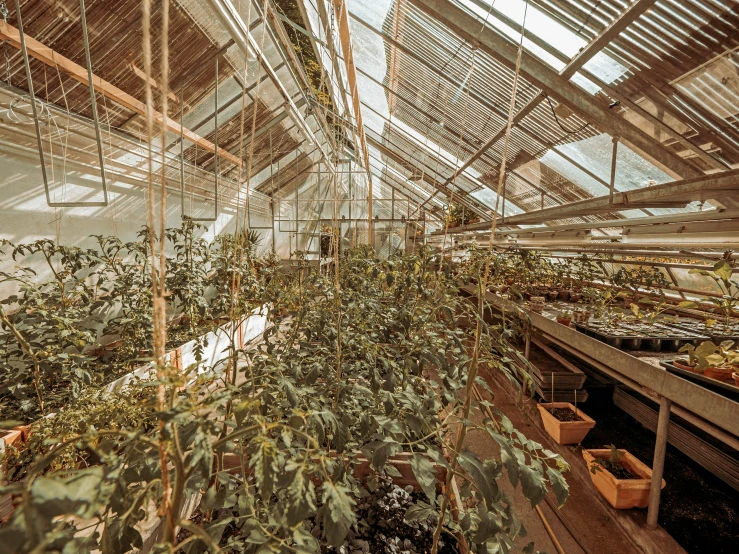 the plants are growing inside of the greenhouse