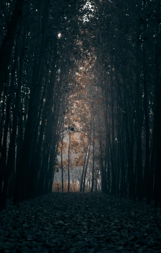 this is a dark image of leaves covering a path