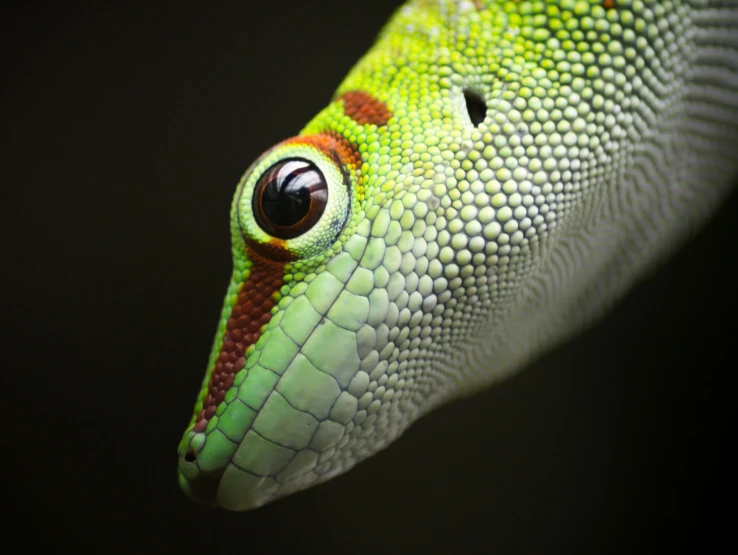 the lizard has big eyes and a unique face