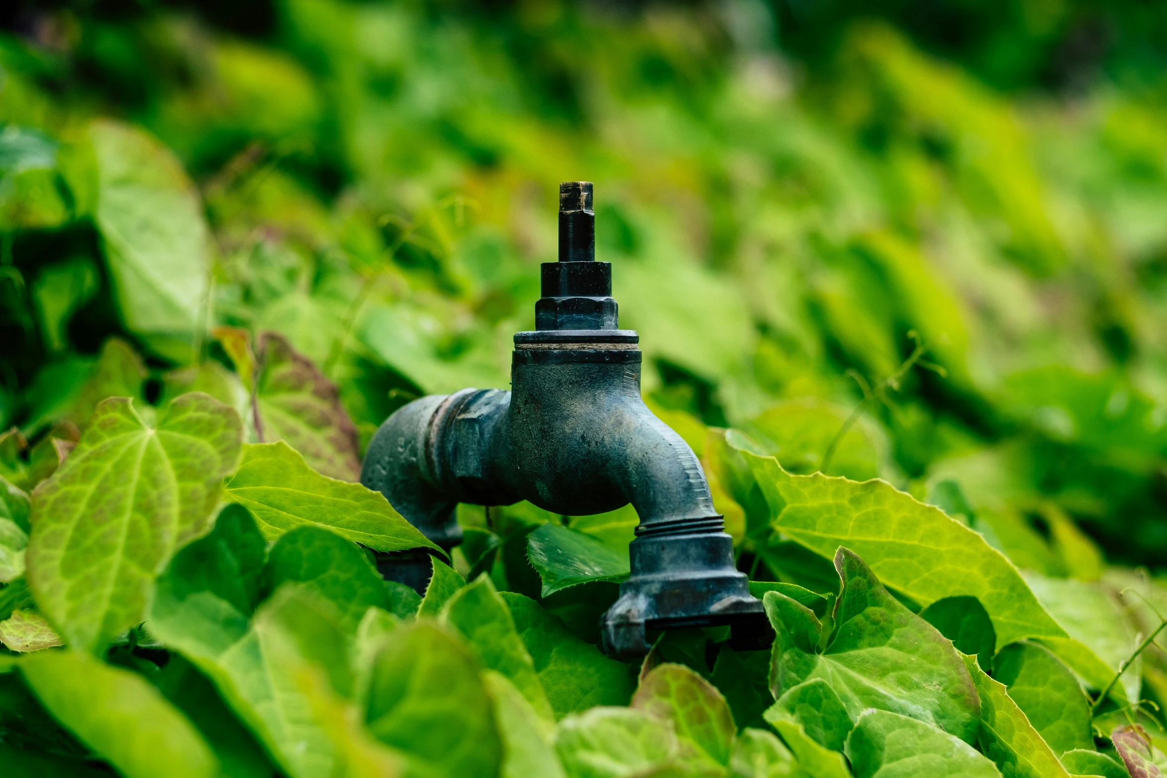 a fire hydrant surrounded by lush green leaves