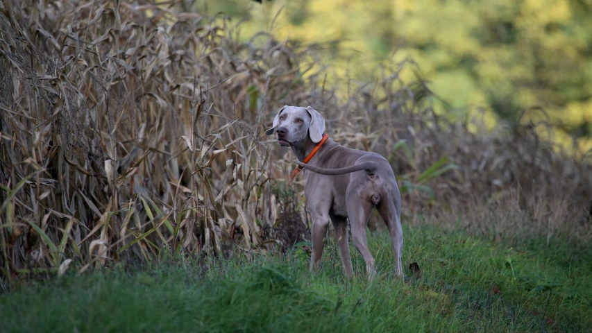 a dog standing in front of a row of bushes