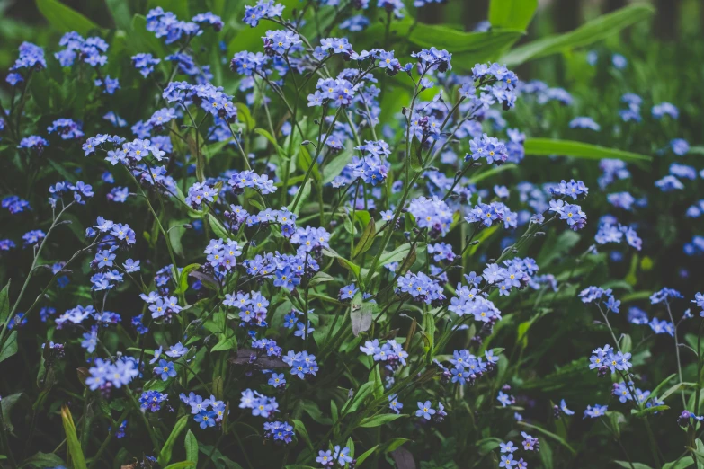 a close up of some flowers in a field