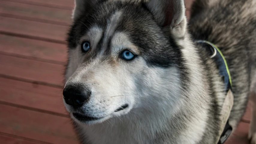 the dog has bright blue eyes and is walking along