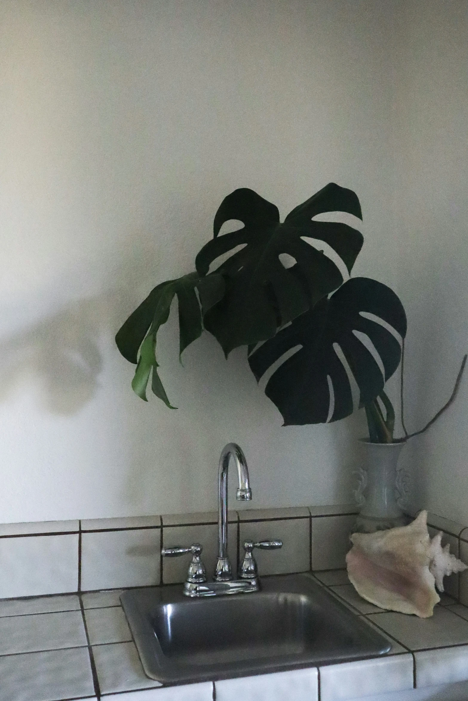 a kitchen sink with a plant hanging on the wall