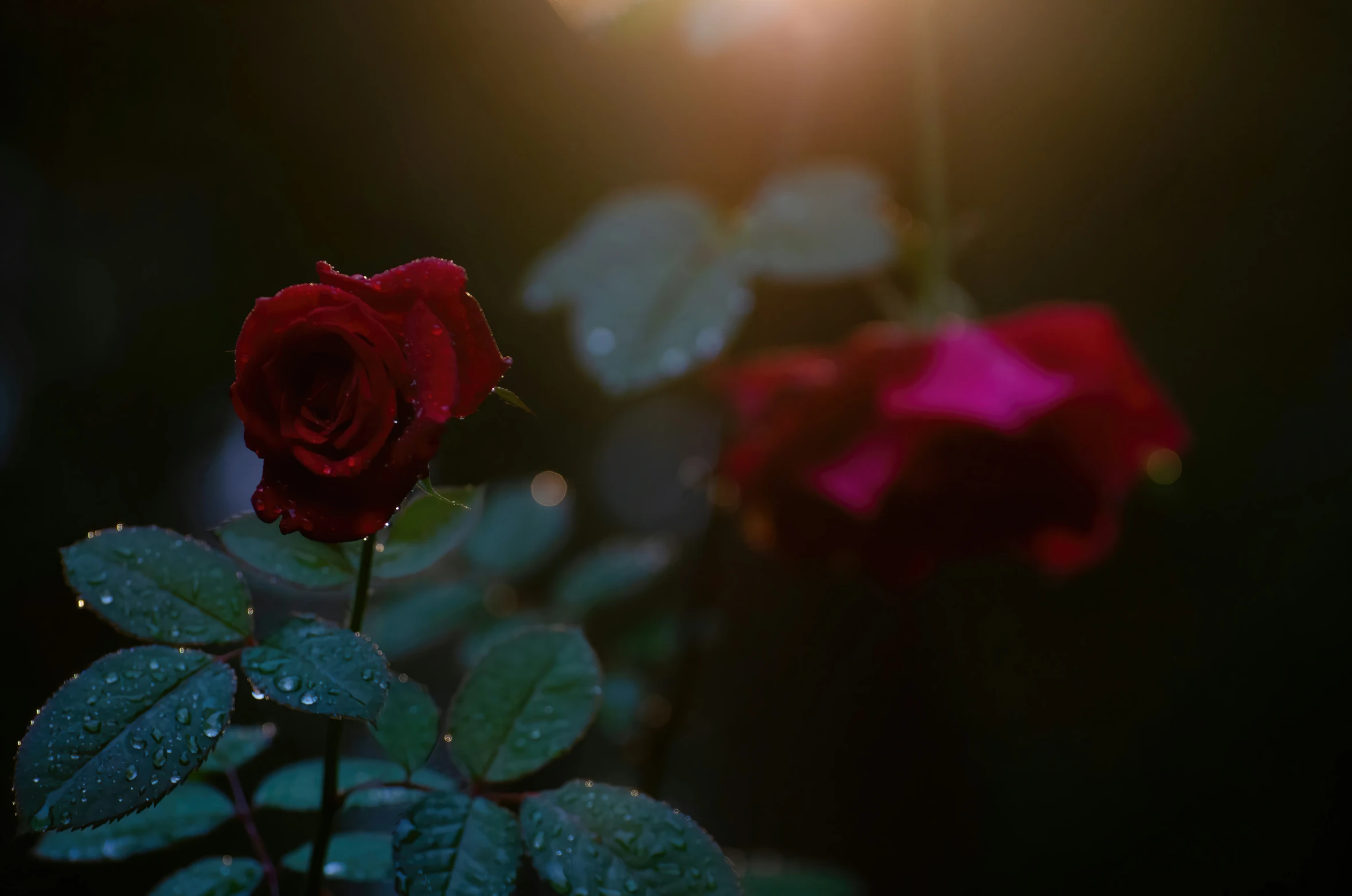 the dark rose is glowing brightly red