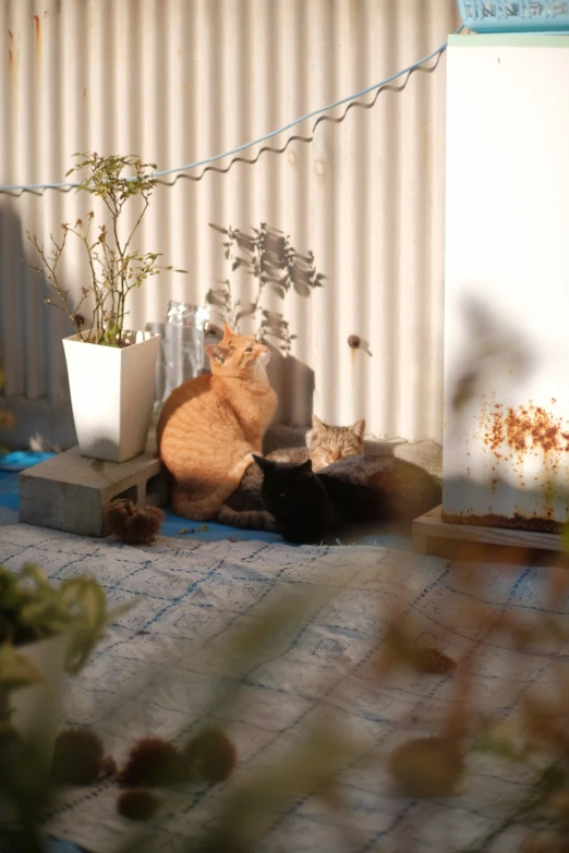 two cats are sleeping next to each other