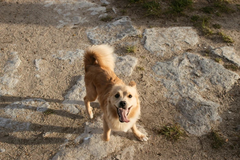 a small brown dog standing on top of a sandy ground