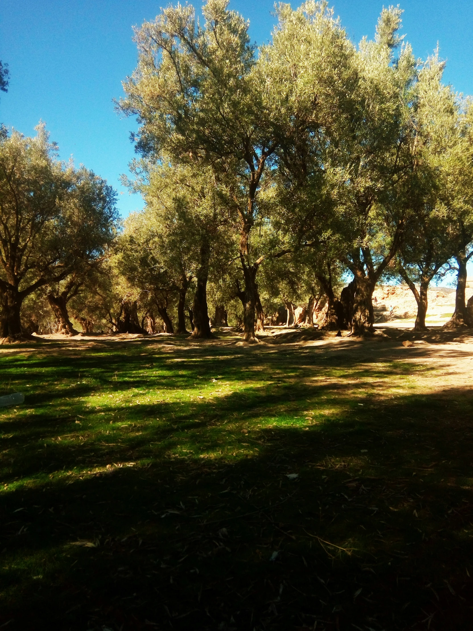 a man riding a bike through a wooded area