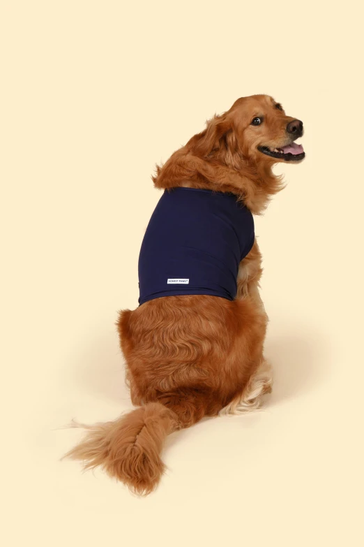the dog wearing a shirt has it's paws in the air