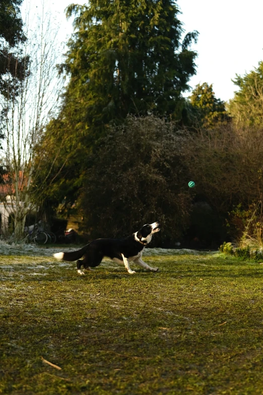 a dog is running while catching a frisbee