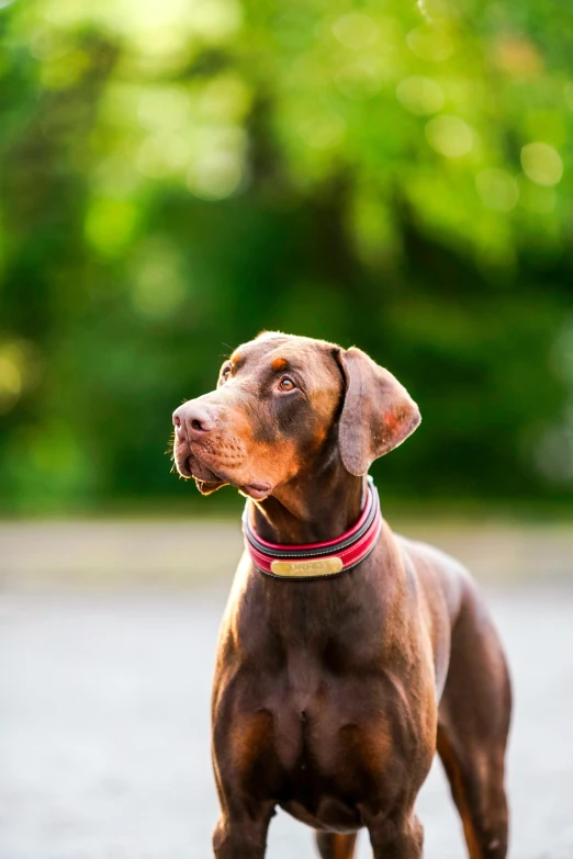 a dog with a collar and it's eyes closed