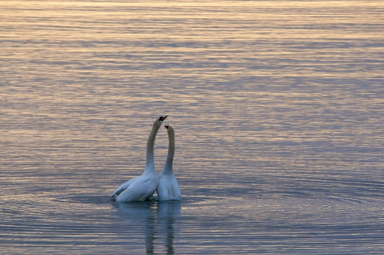 a white swan standing in water with its neck raised