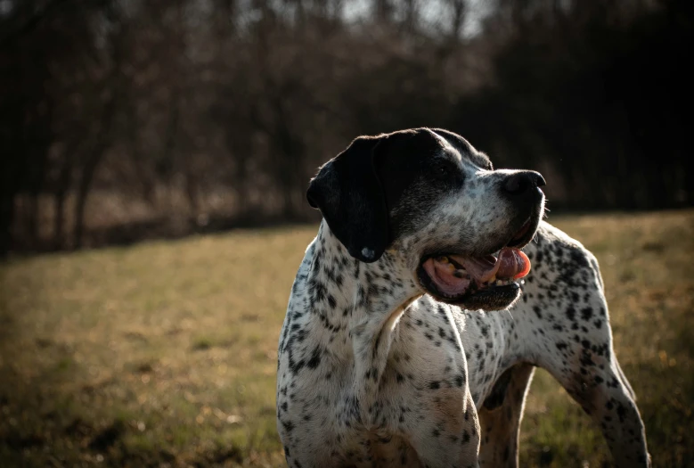 an angry looking dog standing in a field