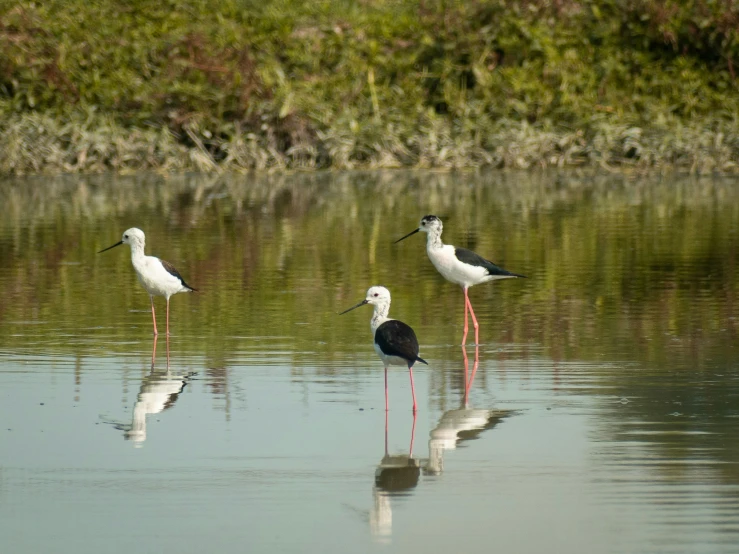 three birds are standing in shallow water