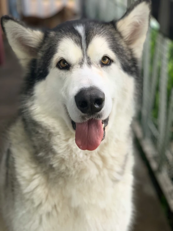 the husky dog looks into the camera and has his tongue out