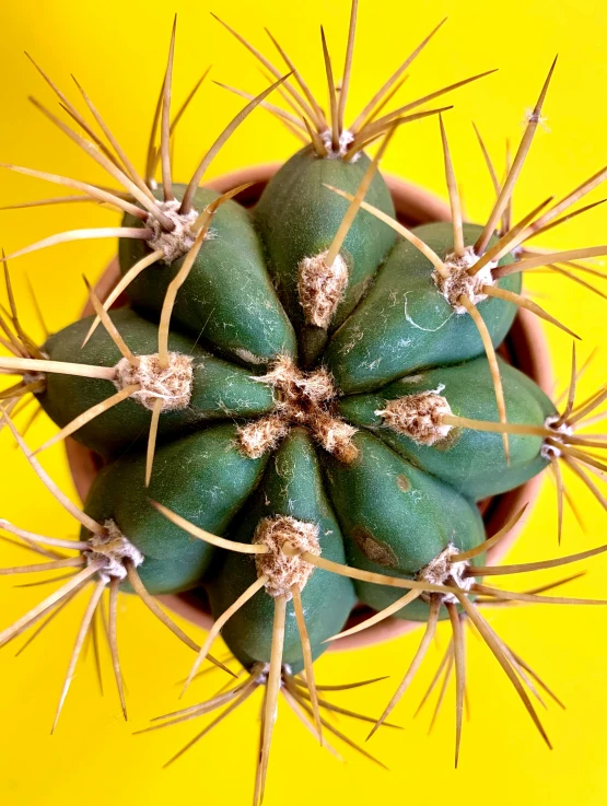 there is a green plant on a yellow table