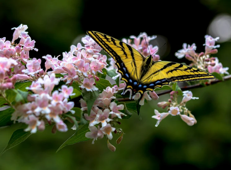 a yellow tiger erfly on a pink flower