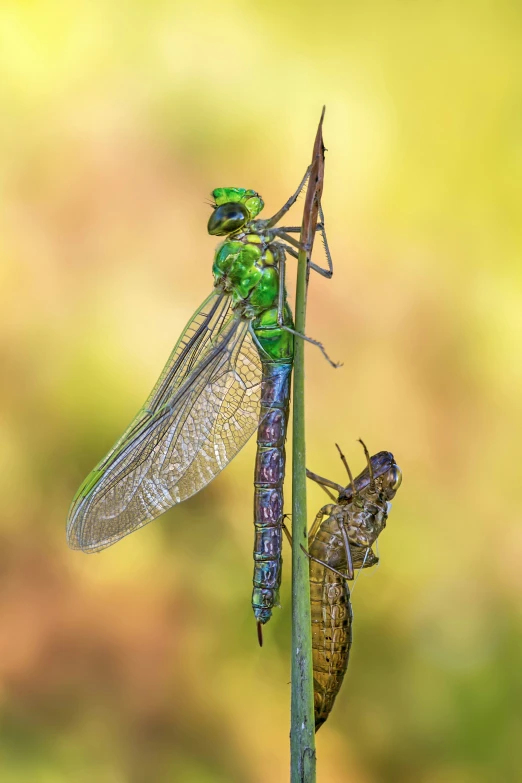 the two insect are standing on the grass