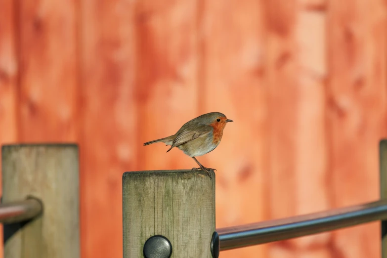 a small brown bird perched on the end of a wooden rail