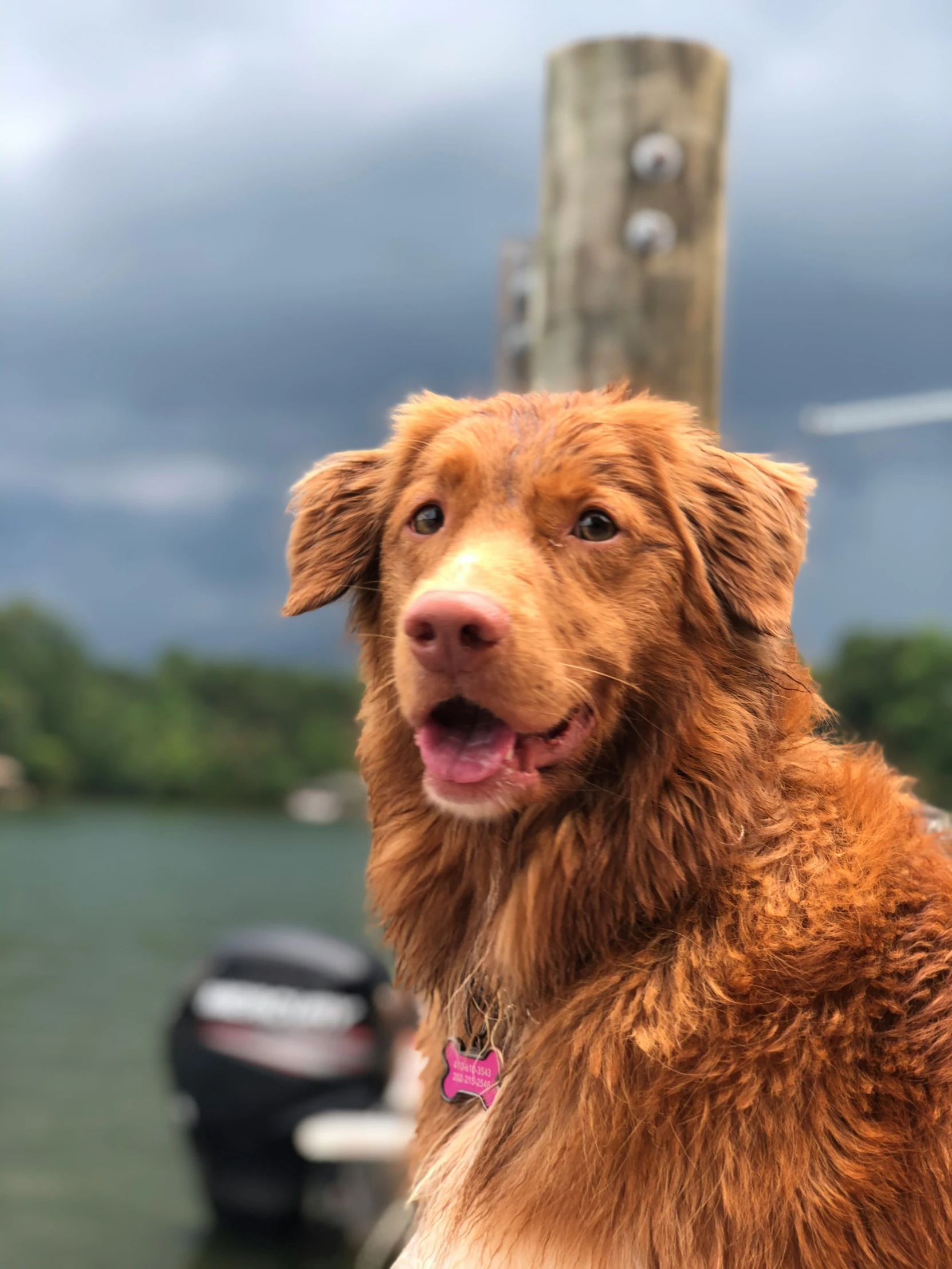 a close up of a dog near the water