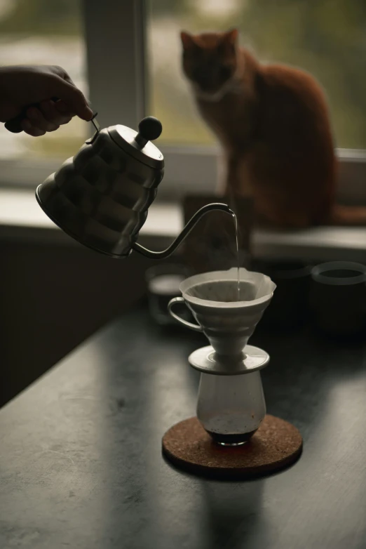 a cat is on the window sill looking at a coffee pot