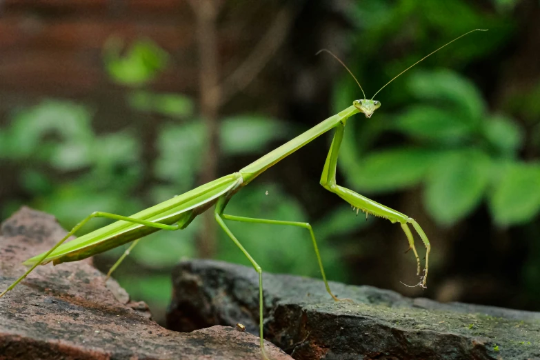 a green mantisse sits on the edge of a rock