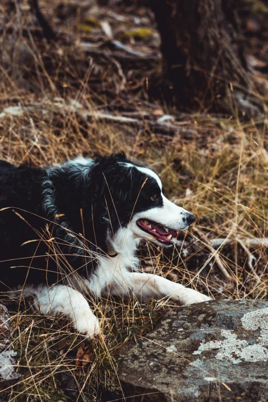 a black and white dog laying on top of grass