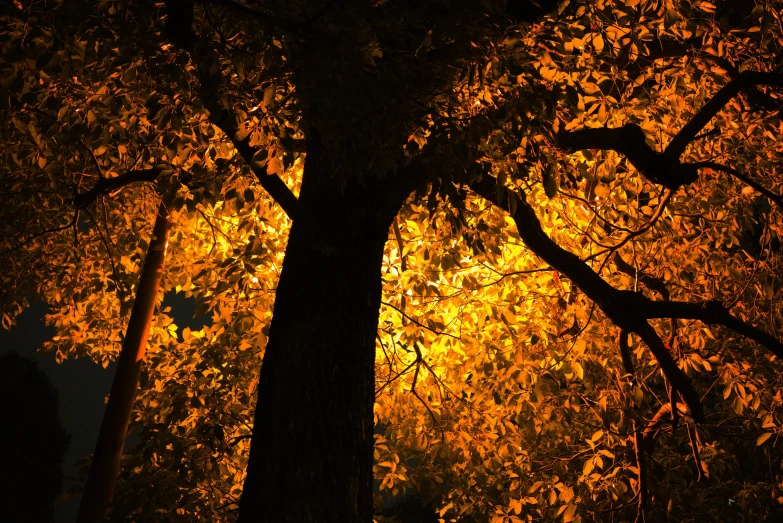 yellow leaves and trees against an orange background