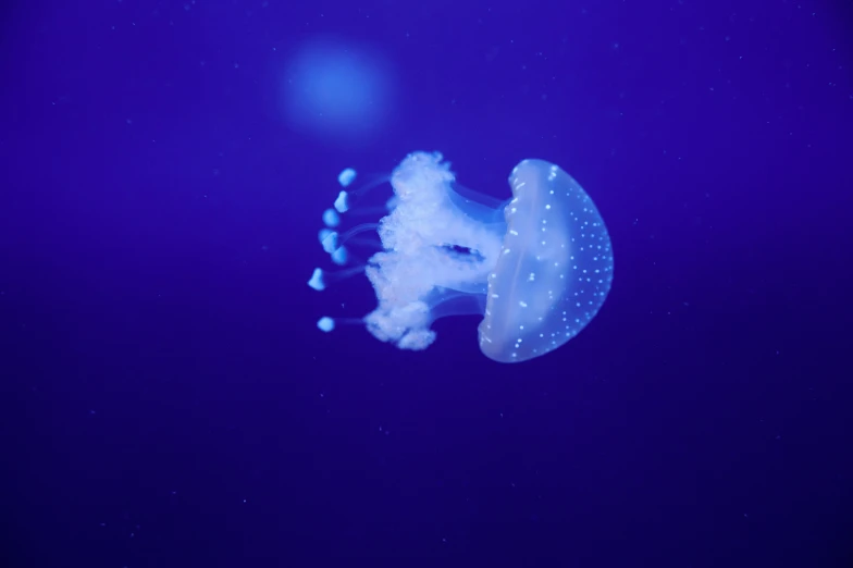 a jellyfish in blue water with bubbles and bubbles