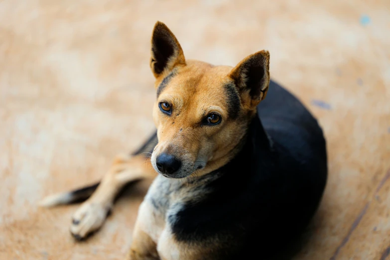 a dog is looking straight ahead while laying down