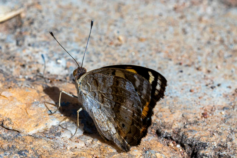 the moth is standing on top of the stone